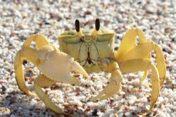 ghost crab canon 20d by Justin Bauer 